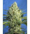 Jack 47 XL Auto