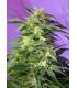 Killer Kush Auto (Sweet Seeds)