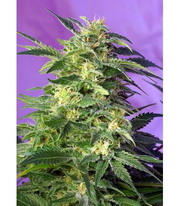 Killer Kush Auto (Sweet Seeds)