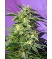 Killer Kush Auto