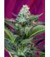 Moham Ram Auto (Sweet Seeds)