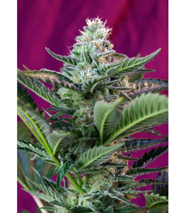 Moham Ram Auto (Sweet Seeds)