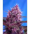 Red Poison Auto