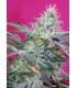 Sweet Cheese Auto (Sweet Seeds)