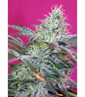 Sweet Cheese Auto (Sweet Seeds)