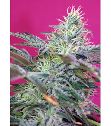 Sweet Cheese Auto (Sweet Seeds)