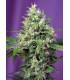 Sweet Amnesia Haze XL Auto (Sweet Seeds)