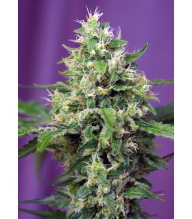 Sweet Amnesia Haze XL Auto (Sweet Seeds)