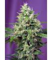 Sweet Amnesia Haze XL Auto