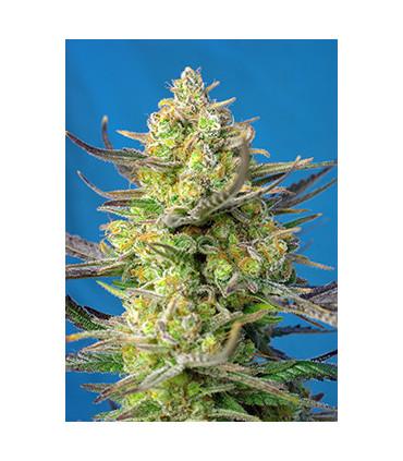 Sweet Cheese XL Auto (Sweet Cheese)