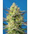 Sweet Cheese XL Auto