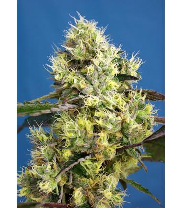 Sweet Gelato Auto (Sweet Seeds)