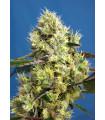 Sweet Gelato Auto