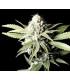Great White Shark (Greenhouse Seeds)