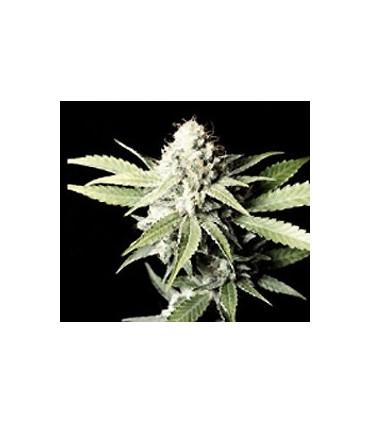 Great White Shark (Greenhouse Seeds)