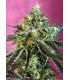 Sweet Nurse Auto (Sweet Seeds)