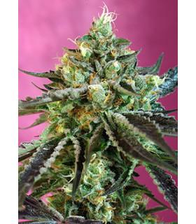 Sweet Nurse Auto (Sweet Seeds)