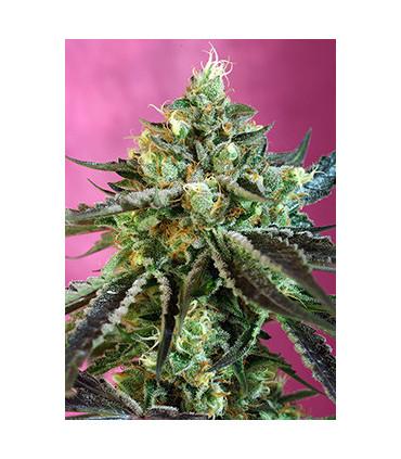 Sweet Nurse Auto (Sweet Seeds)