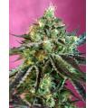 Sweet Nurse Auto CBD