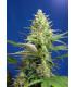 Sweet Pure Auto CBD (Sweet Seeds)
