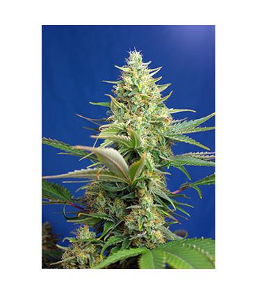 Sweet Pure Auto CBD (Sweet Seeds)