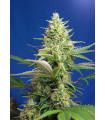Sweet Pure Auto CBD