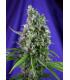 Sweet Trainwreck Auto (Sweet Seeds)