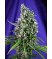 Sweet Trainwreck Auto