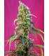 Black Jack CBD (Sweet Seeds)