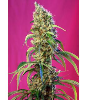 Black Jack CBD (Sweet Seeds)