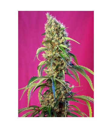 Black Jack CBD (Sweet Seeds)