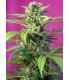 Chem Beyond Diesel CBD (Sweet Seeds)