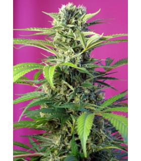 Chem Beyond Diesel CBD (Sweet Seeds)