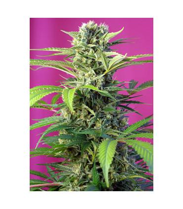 Chem Beyond Diesel CBD (Sweet Seeds)