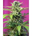 Chem Beyond Diesel CBD