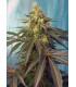 Cream Caramel CBD (Sweet Seeds)