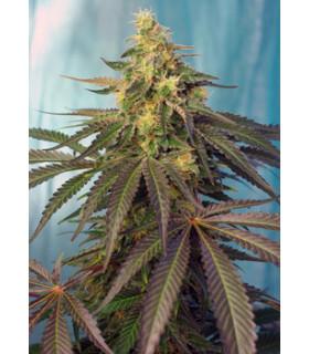 Cream Caramel CBD (Sweet Seeds)