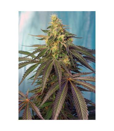 Cream Caramel CBD (Sweet Seeds)