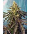Cream Caramel CBD