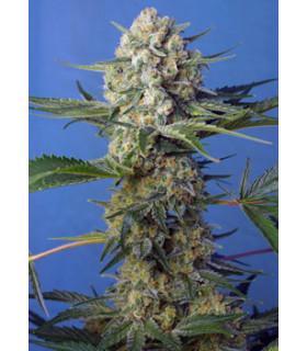 Crystal Candy F1 Fast (Sweet Seeds)