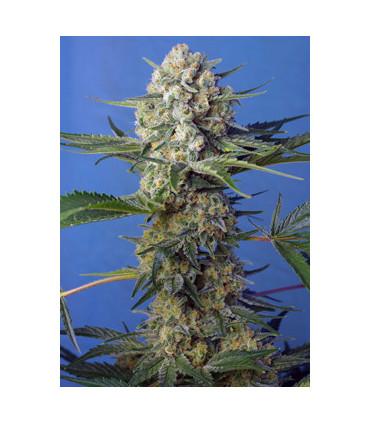 Crystal Candy F1 Fast (Sweet Seeds)