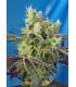 Do-Sweet-Dos (Sweet Seeds)