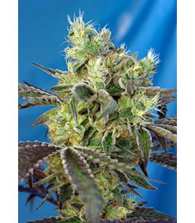 Do-Sweet-Dos (Sweet Seeds)