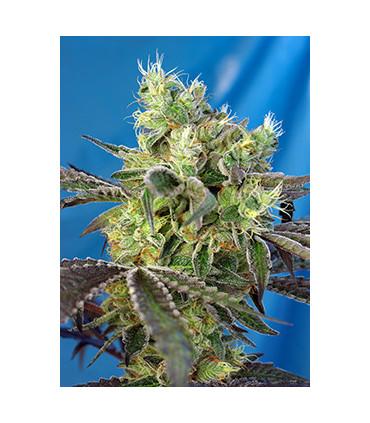 Do-Sweet-Dos (Sweet Seeds)