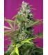Gorilla Girl (Sweet Seeds)