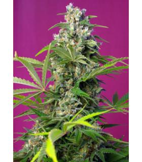 Gorilla Girl (Sweet Seeds)