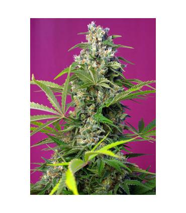 Gorilla Girl (Sweet Seeds)