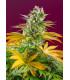 Gorilla Girl F1 Fast Version (Sweet Seeds)