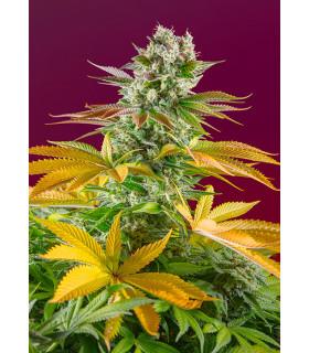 Gorilla Girl F1 Fast Version (Sweet Seeds)