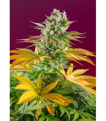 Gorilla Girl F1 Fast Version (Sweet Seeds)